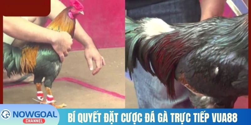 Bí quyết đặt cược đá gà trực tiếp Vua88 từ dân chuyên