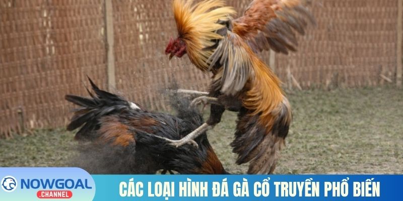 Các loại hình đá gà cổ truyền phổ biến