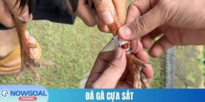 Đá gà cựa sắt