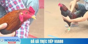 đá gà trực tiếp Vua88