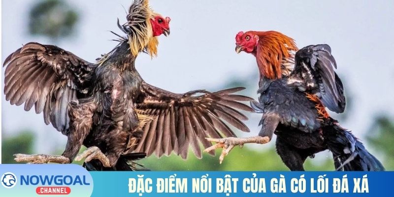 Đặc điểm nổi bật của gà có lối đá xá