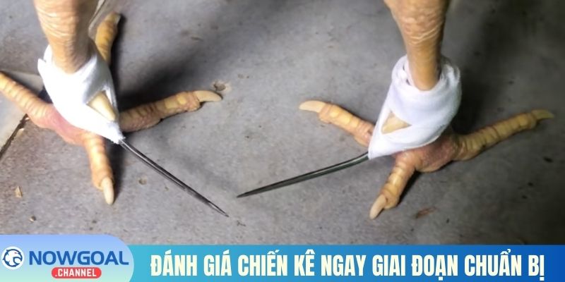 Đánh giá chiến kê ngay giai đoạn chuẩn bị
