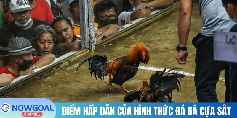 Điểm hấp dẫn của hình thức đá gà cựa sắt