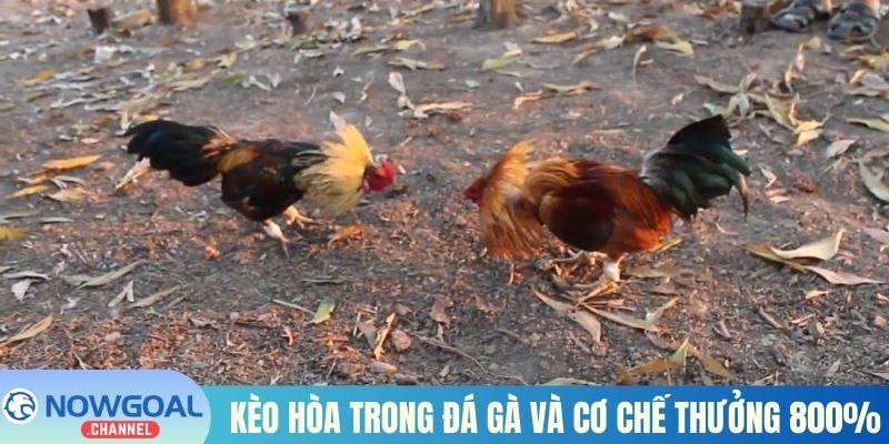 Kèo hòa trong đá gà và cơ chế thưởng 800%