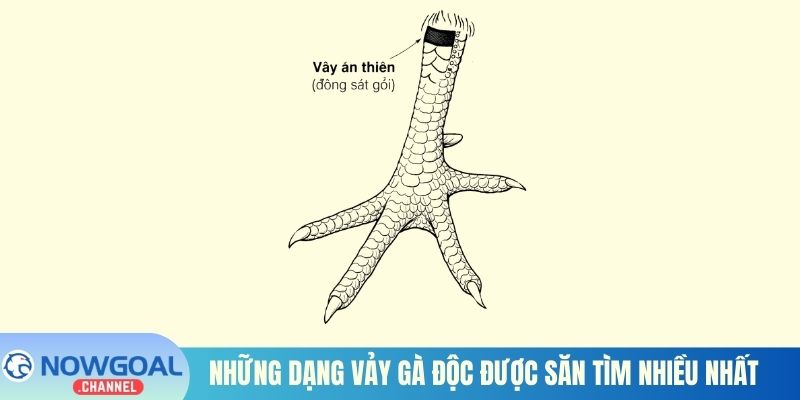 Những dạng vảy gà độc được săn tìm nhiều nhất