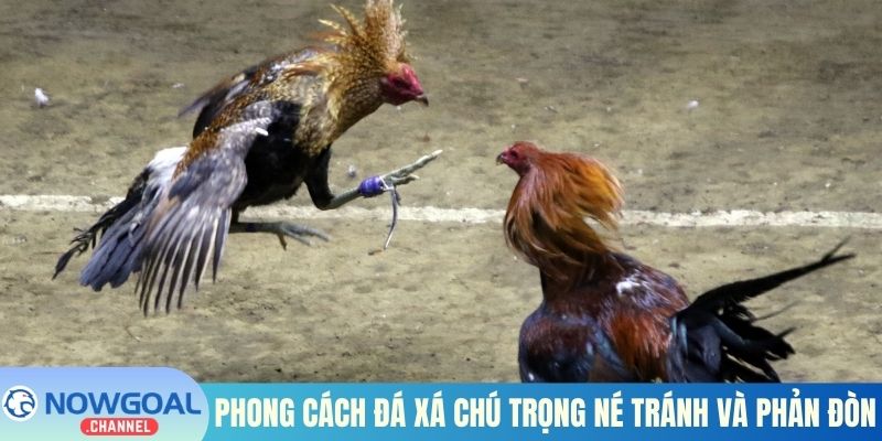 Phong cách đá xá chú trọng né tránh và phản đòn