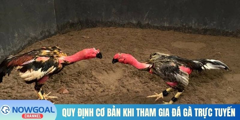 Quy định cơ bản khi tham gia đá gà trực tuyến
