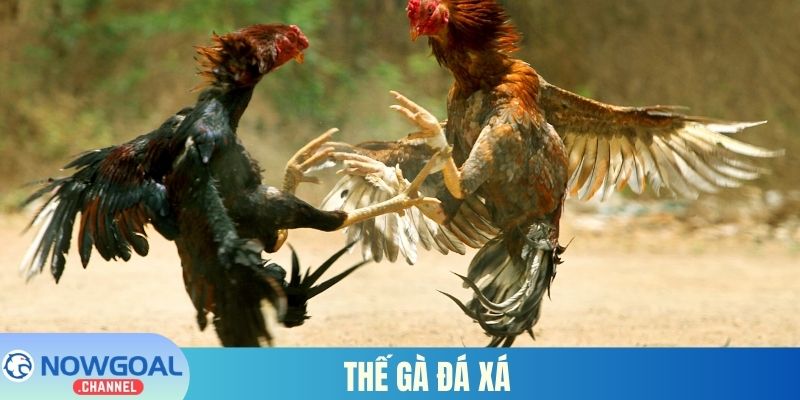 Thế gà đá xá