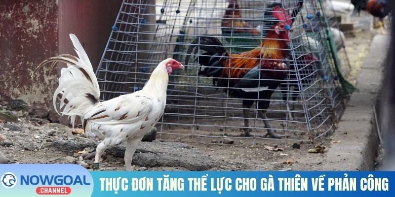 Thực đơn tăng thể lực cho gà thiên về phản công