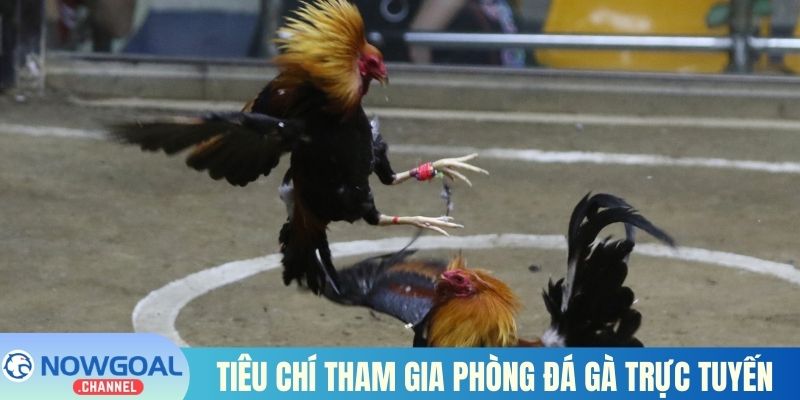 Tiêu chí tham gia phòng đá gà trực tuyến