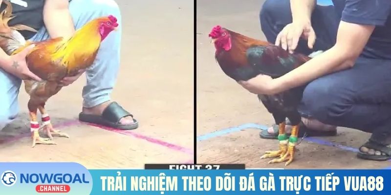 Trải nghiệm theo dõi đá gà trực tiếp Vua88