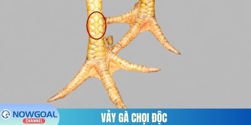 Vảy gà chọi độc