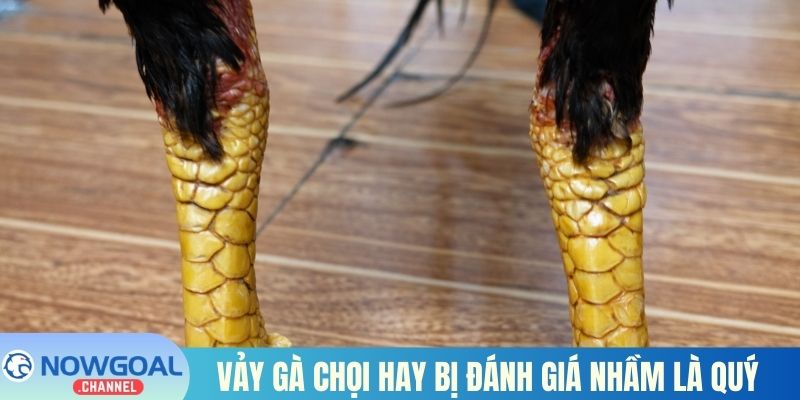 Vảy gà chọi hay bị đánh giá nhầm là quý